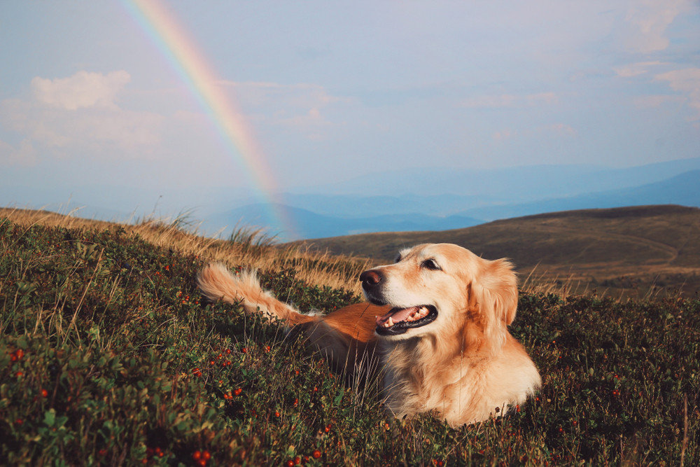 Tier-Energiearbeit: Foto: © Alona Cherniakhova / shutterstock / #1276835821